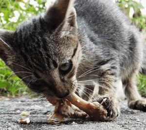 кошка и кости